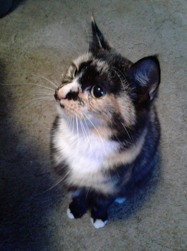 Pet Star 6.jpg